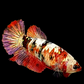 Red Koi Copper Purple Gold Galaxy HMPK Female For Sorority Tank/Breed