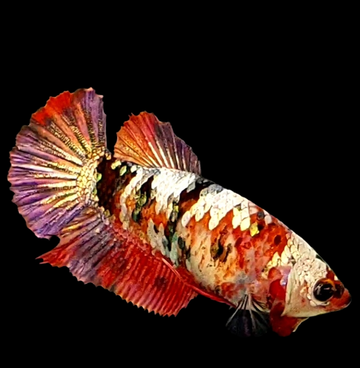 Red Koi Copper Purple Gold Galaxy HMPK Female For Sorority Tank/Breed