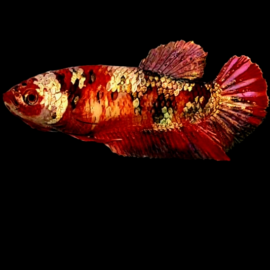 Red Koi Copper Gold Galaxy HMPK Female For Sorority Tank/Breed