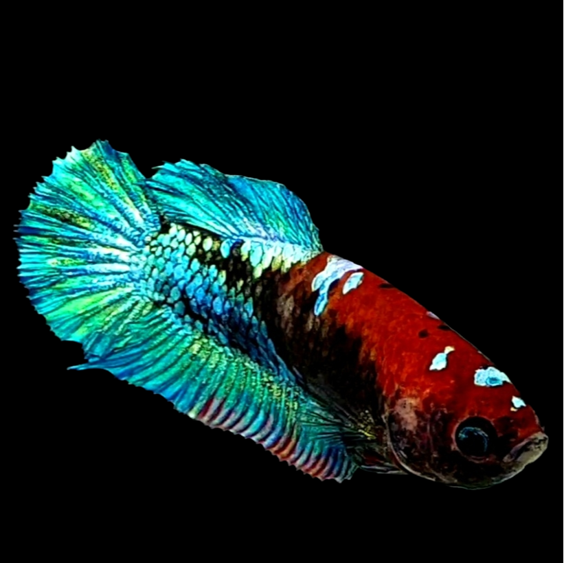 Turquoise Black Koi HMPK Female For Sorority Tank/Breed