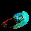 Turquoise Black Koi HMPK Female For Sorority Tank/Breed