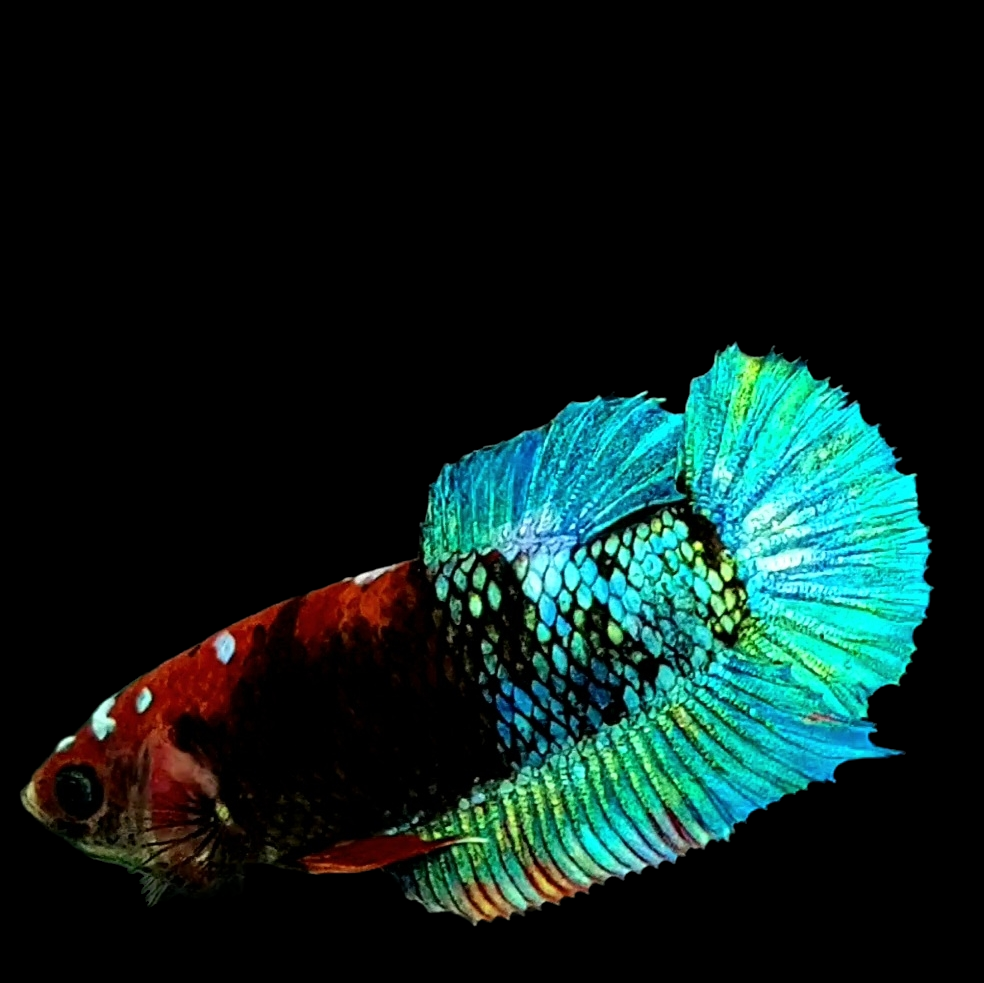 Turquoise Black Koi HMPK Female For Sorority Tank/Breed