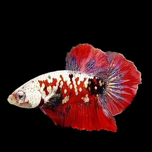 Red Koi Copper Galaxy HMPK Male