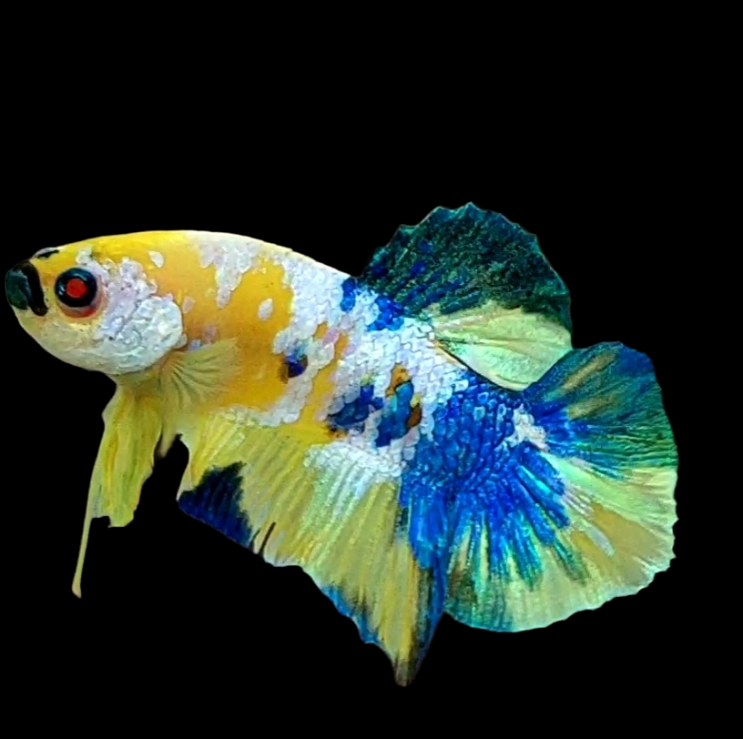 Yellow Koi Galaxy HMPK Male