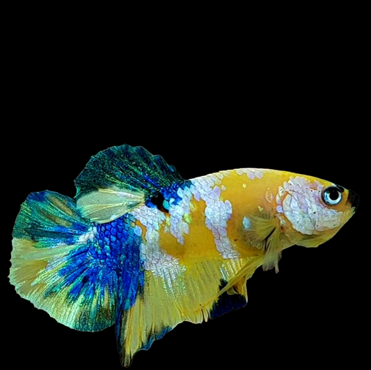 Yellow Koi Galaxy HMPK Male