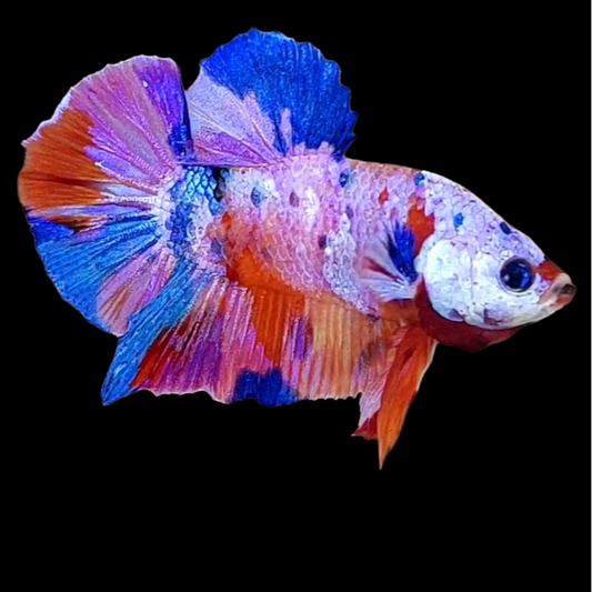 Multicolor Pink Candy Galaxy HMPK Male