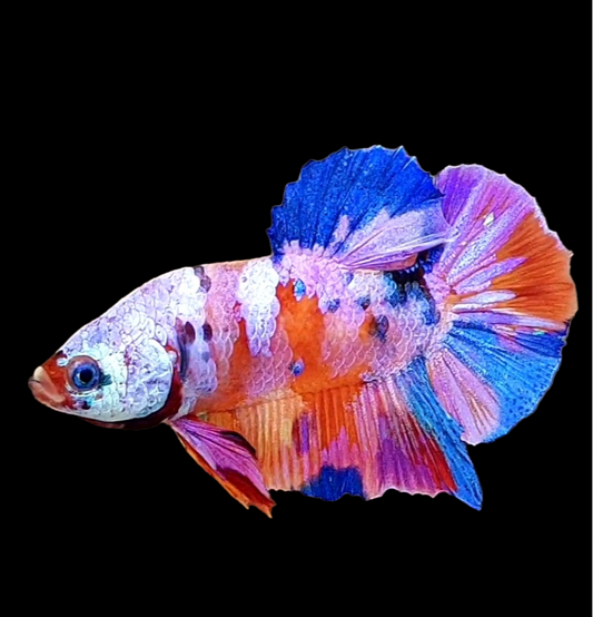 Multicolor Pink Candy Galaxy HMPK Male