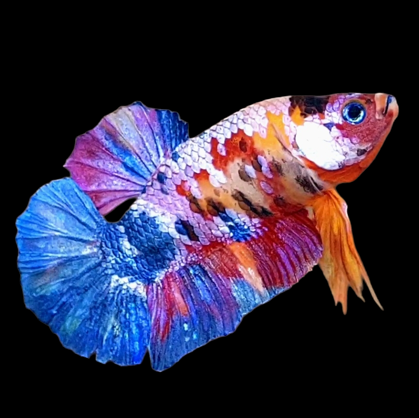 Multicolor Pink Purple Galaxy HMPK Male