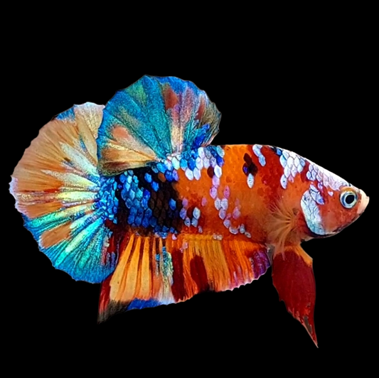 Multicolor Galaxy HMPK Male