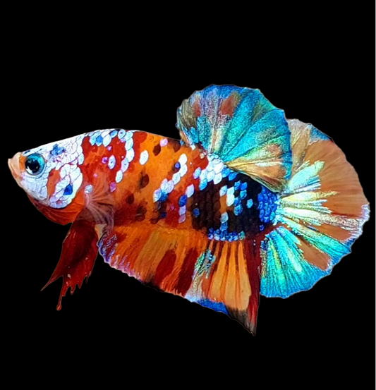 Multicolor Galaxy HMPK Male