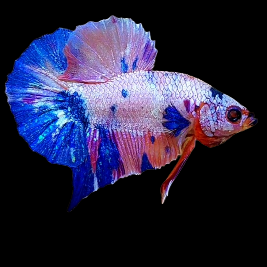 Multicolor Pink Fancy HMPK Male