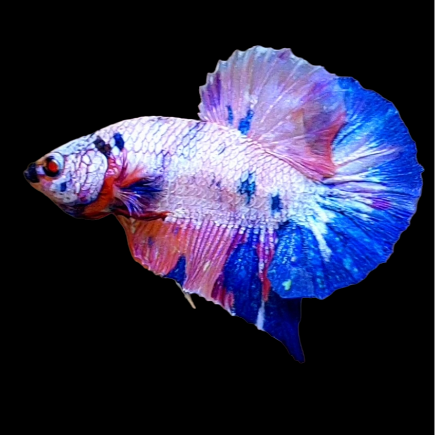 Multicolor Pink Fancy HMPK Male