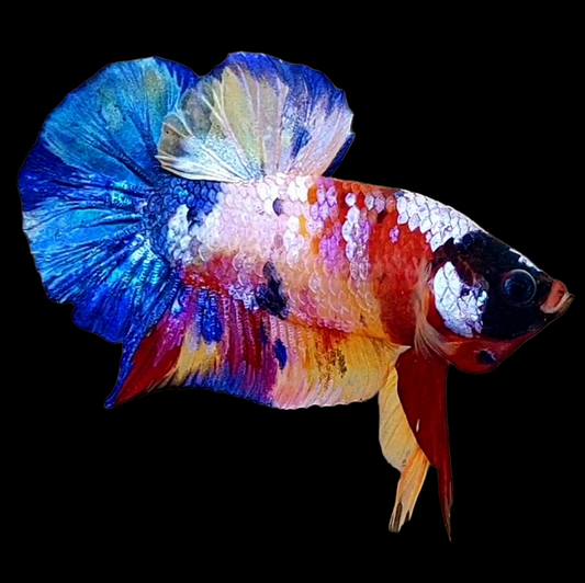 Multicolor Galaxy HMPK Male