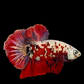 Red Koi Copper Galaxy HMPK Male