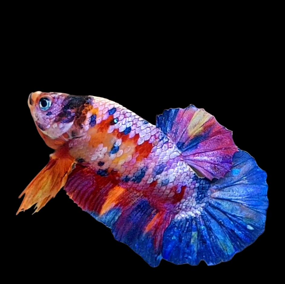 Multicolor Pink Purple Galaxy HMPK Male