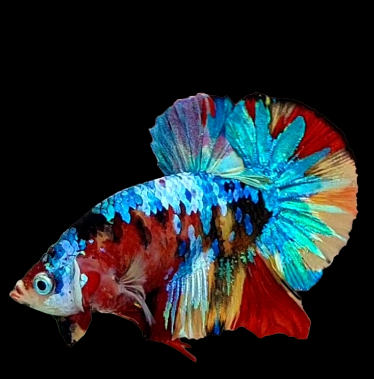 Multicolor Galaxy HMPK Male