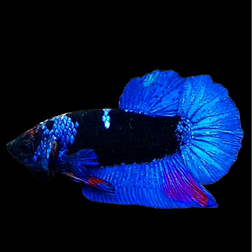 Blue Black Light HMPK Male