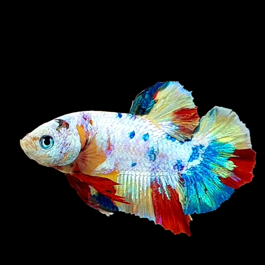 Multicolor Yellowbase HMPK Male