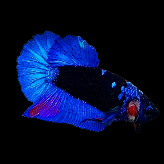 Blue Black Light HMPK Male