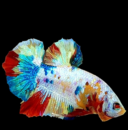 Multicolor Yellowbase HMPK Male