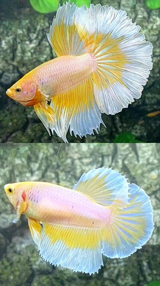 Breeding Pair Pink Yellow Butterfly Halfmoon Male Female