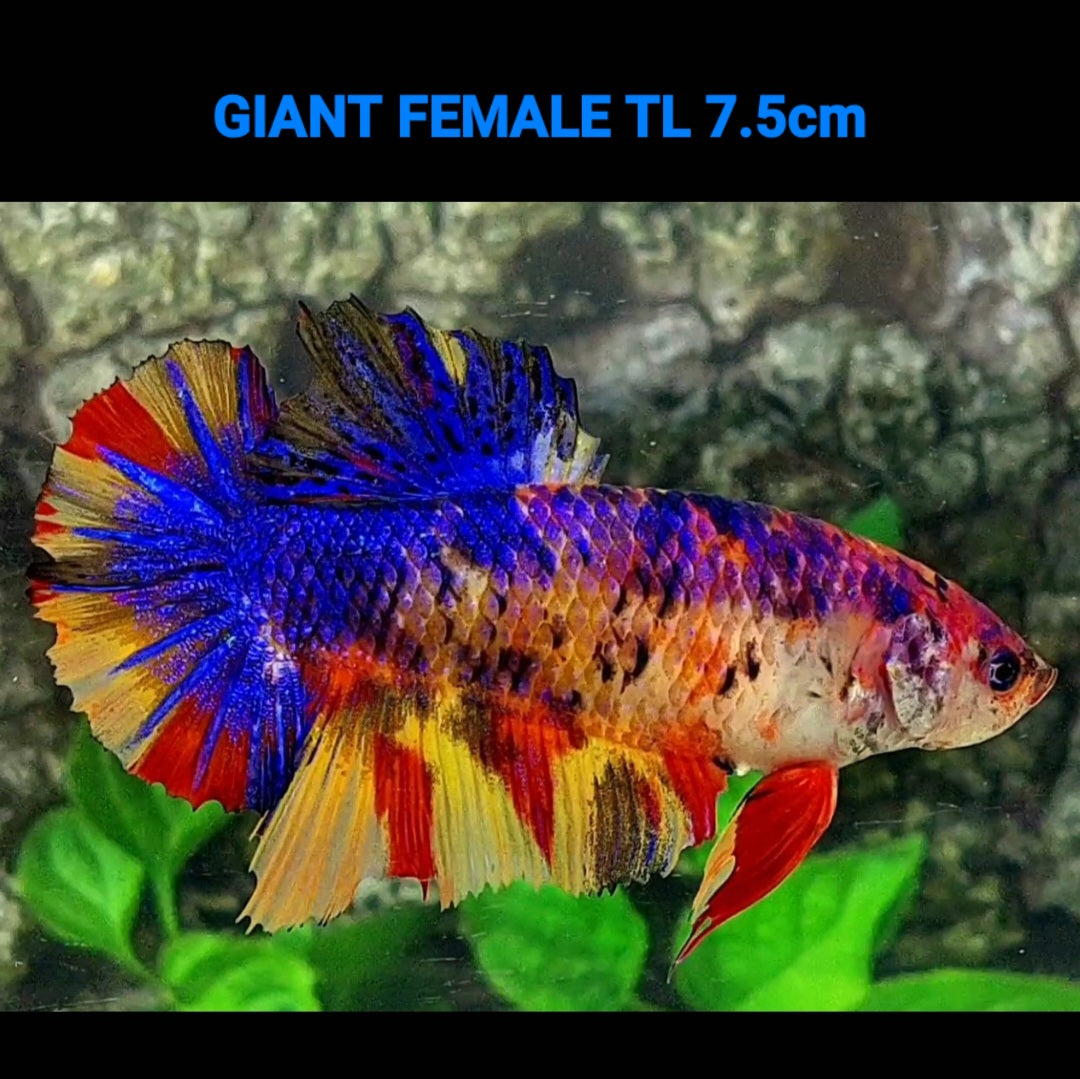 Multicolor Purple Candy GIANT HMPK Female