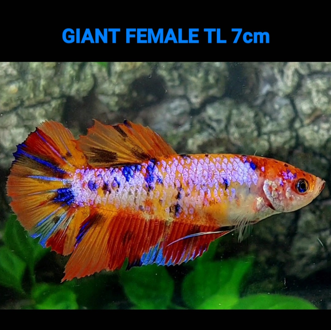 Multicolor Pink Candy Galaxy GIANT HMPK Female