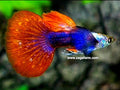 1 Pair Platinum Red Tail Dumbo Blue Ears Guppy