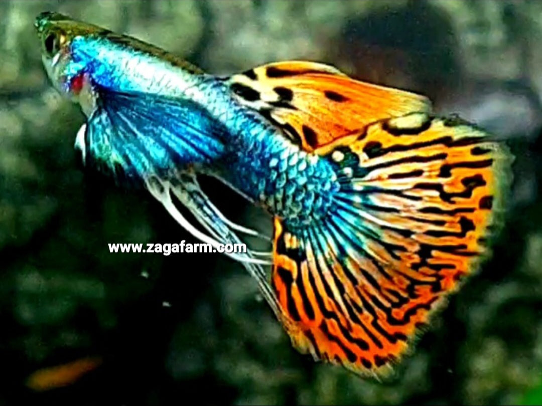 1 Pair Platinum Red Mozaic Big Ears Guppy