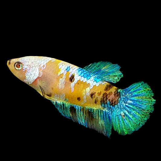 Yellow Galaxy Turquoise Green Tiger HMPK Female For Sorority Tank/Breed