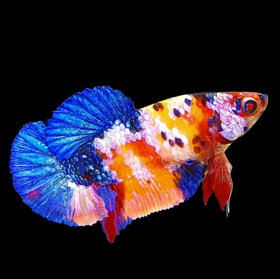 Multicolor Yellowbase Galaxy HMPK Female For Sorority Tank/Breed