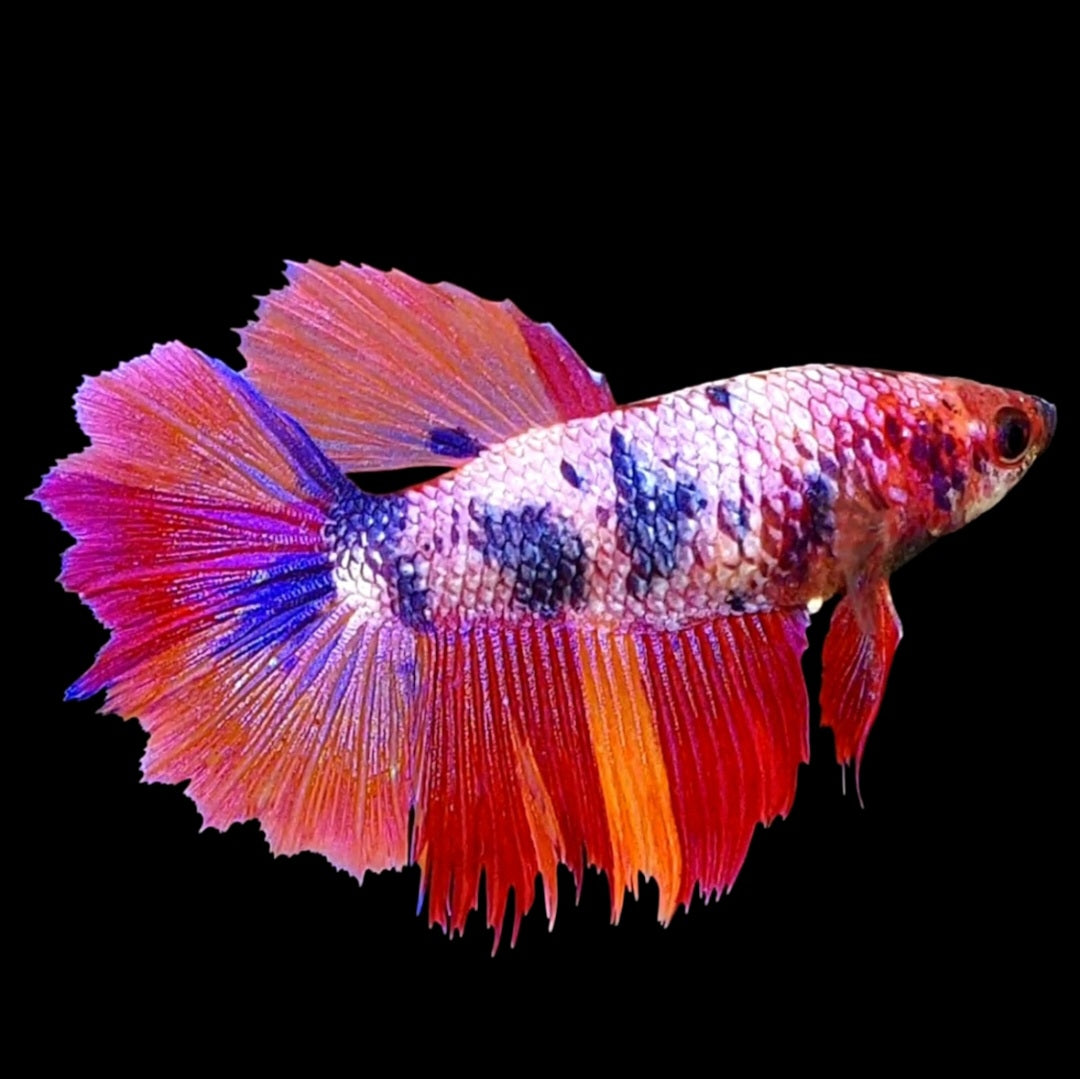 Huge Fins Multicolor Pink Candy Halfmoon Female For Sorority Tank/Breed