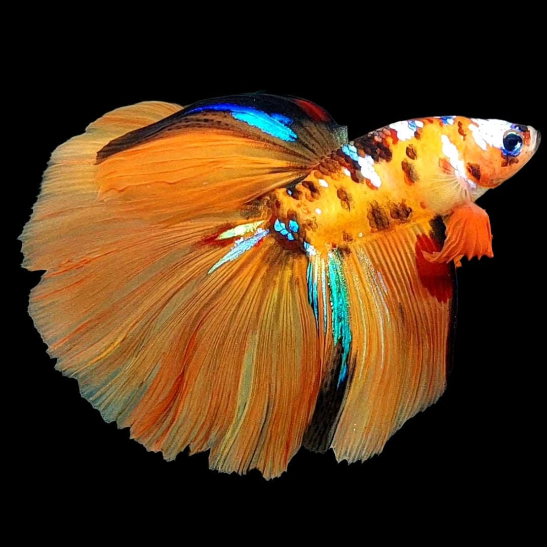 Orange Tiger Galaxy Huge Fin Halfmoon Male