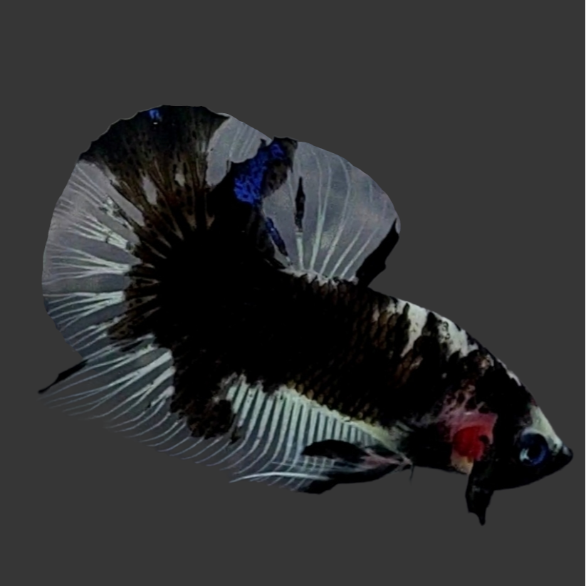 Black Koi HMPK Male