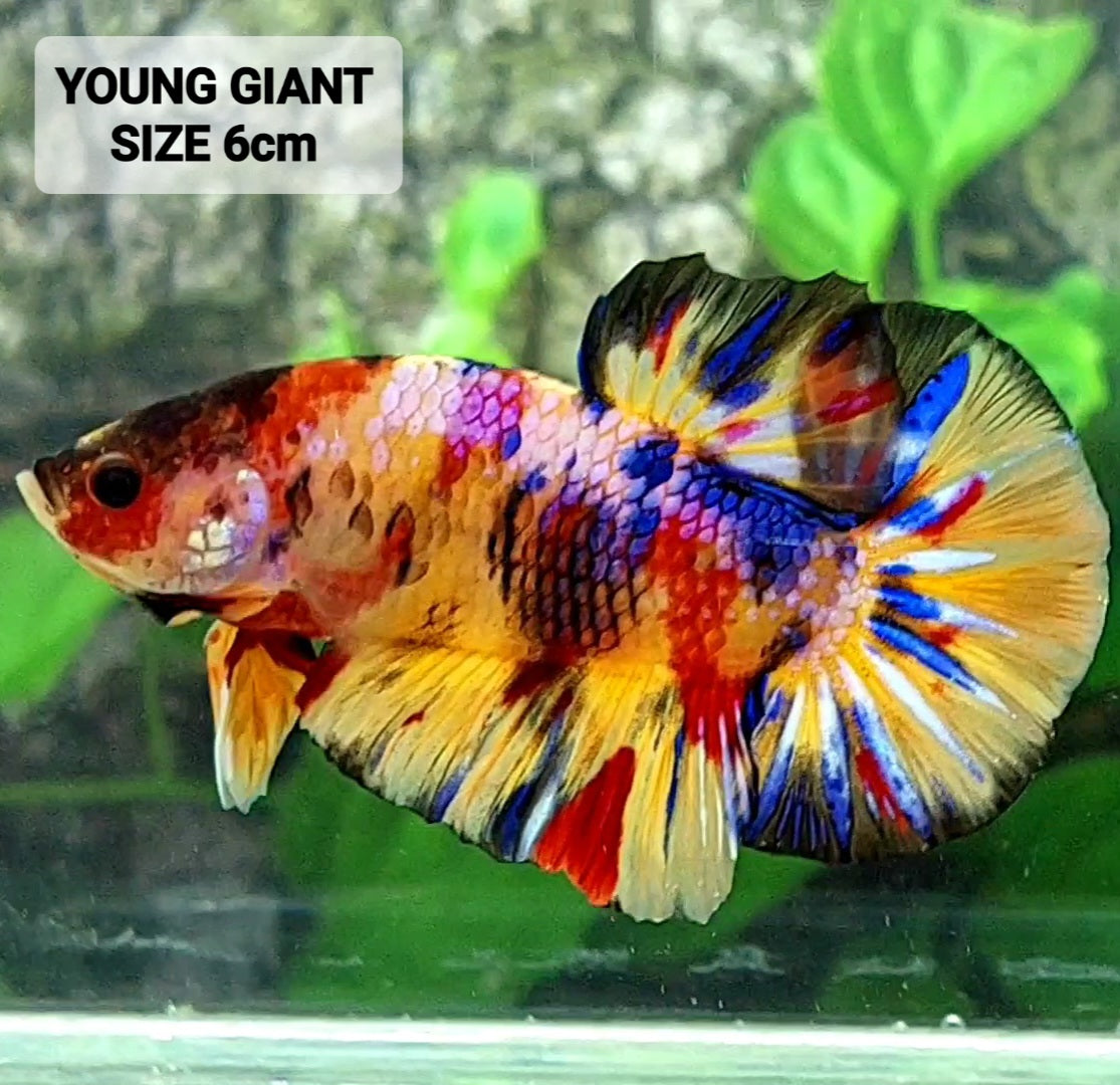 Multicolor Galaxy GIANT HMPK Male