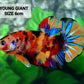 Multicolor Tiger Candy GIANT HMPK Male