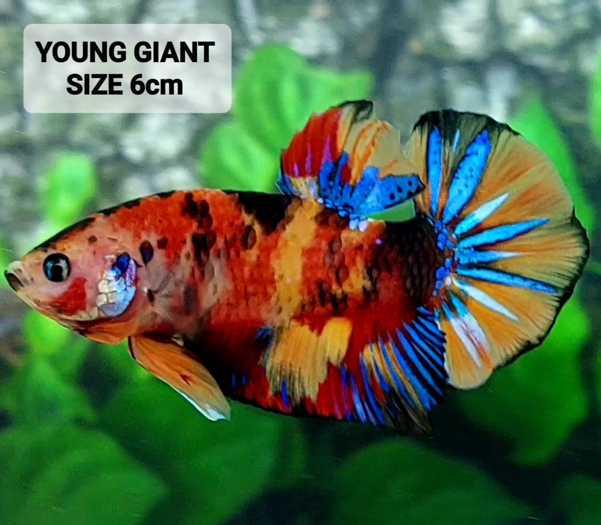 Multicolor Tiger Candy GIANT HMPK Male