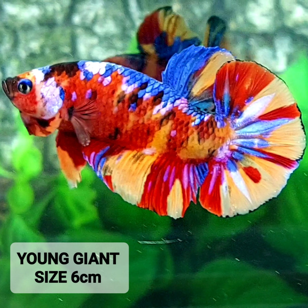 Multicolor Galaxy GIANT HMPK Male