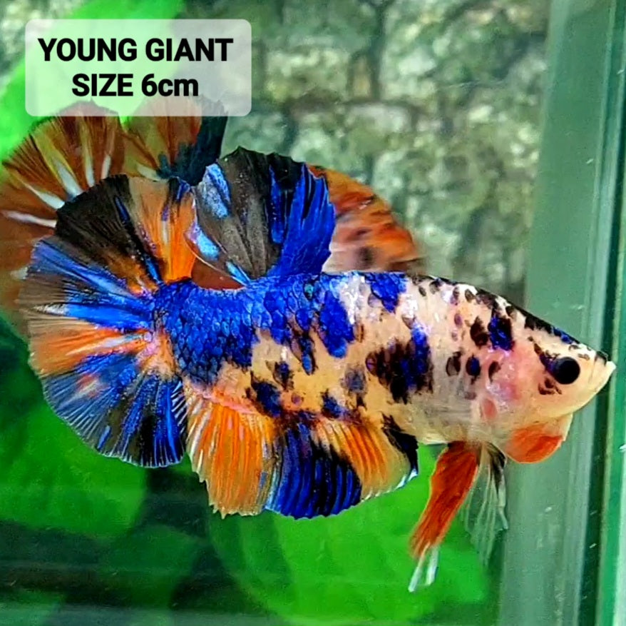 Multicolor Tiger Galaxy GIANT HMPK Male