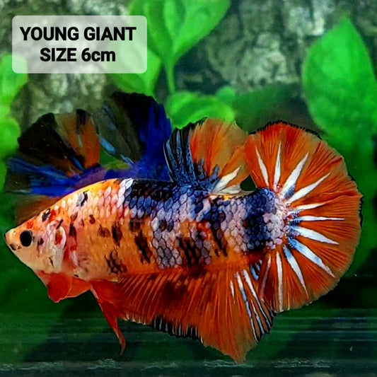 Multicolor Candy Galaxy GIANT HMPK Male