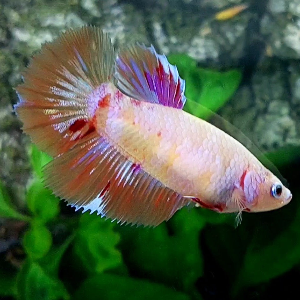 Multicolor Candy Halfmoon Female For Sorority Tank/Breed