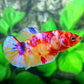 Multicolor Candy Galaxy HMPK Female For Sorority Tank/Breed