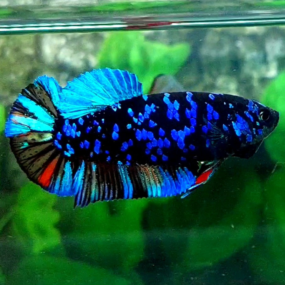 Black Star Avatar Gordon HMPK Female For Sorority Tank/Breed