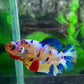 Multicolor Yellowbase Galaxy HMPK Female For Sorority Tank/Breed