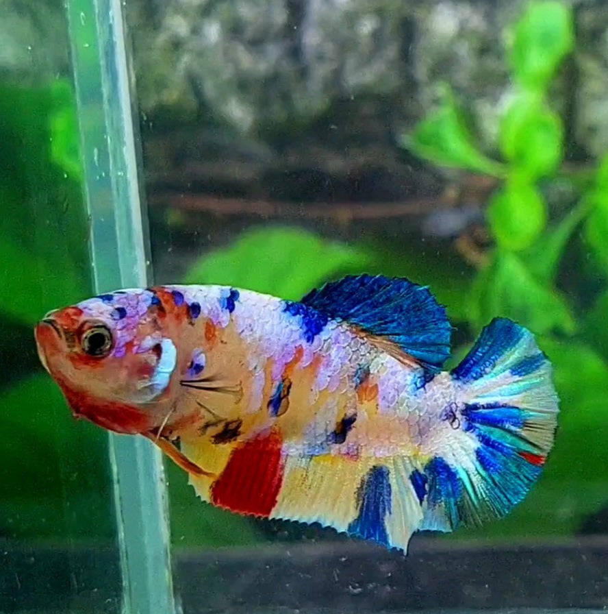 Multicolor Yellowbase Galaxy HMPK Female For Sorority Tank/Breed