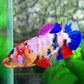 Multicolor Candy Galaxy HMPK Female For Sorority Tank/Breed