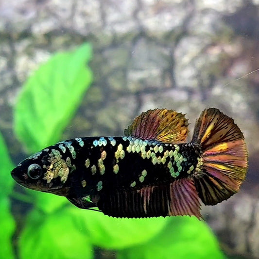 Black Star Copper Gold HMPK Female For Sorority Tank/Breed