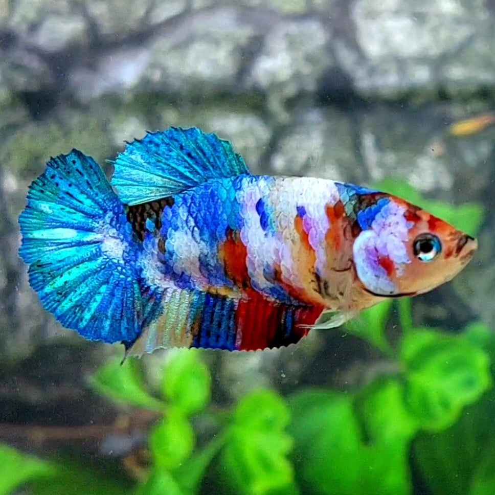 Multicolor Galaxy HMPK Female For Sorority Tank/Breed