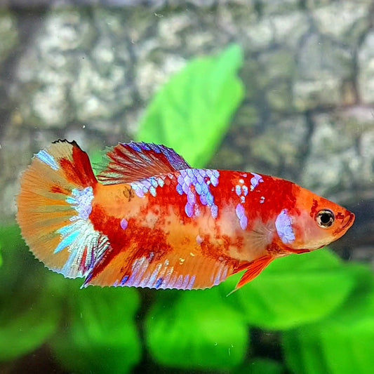 Multicolor Candy Galaxy HMPK Female For Sorority Tank/Breed