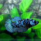 Black Star Avatar Gray Gordon HMPK Female For Sorority Tank/Breed